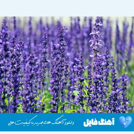 آهنگ روسی kosandra از میاگی اند اندی پاندا ریمیکس